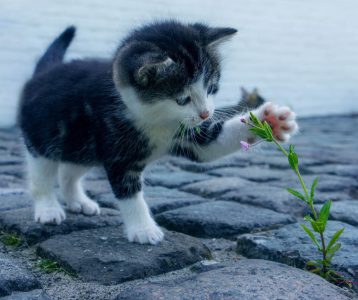 hospedaje_pet_friendly_colombia_richmond_suites_hotel_c